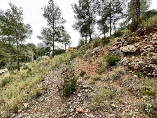 TERRENO EN EL PRIORAT DE LA BISBAL - TARRAGONA