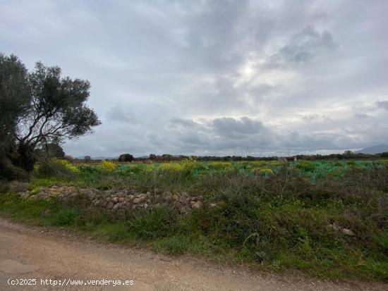 Terreno rústico edificable con proyecto básico - BALEARES