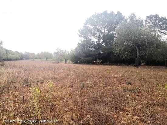 Finca rústica edificable en Cas Concos - BALEARES