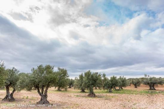 Finca en Torremendo - ALICANTE