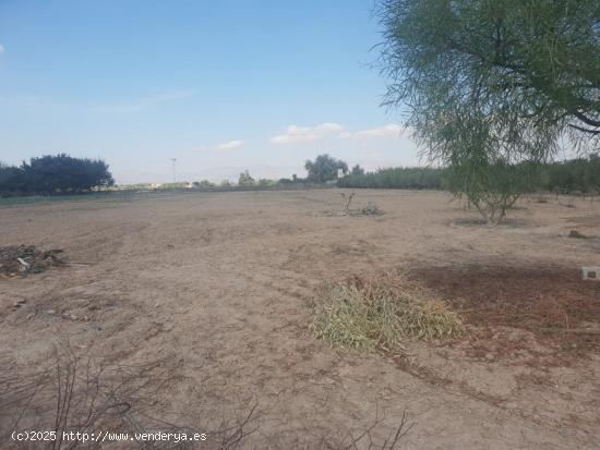  Grande parcela en el campo de Guardamar - ALICANTE 