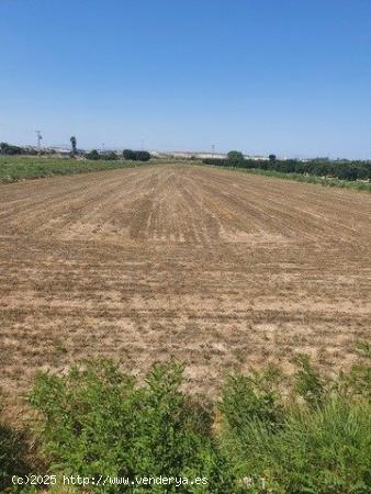  Parcela agrícola en el campo de Guardamar - ALICANTE 