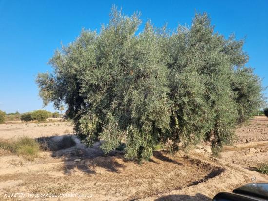 Terreno agrícola de 8.000 m2 en Crevillente - ALICANTE