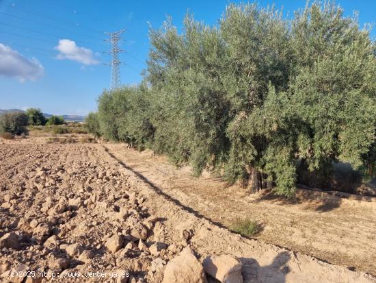 Terreno agrícola de 8.000 m2 en Crevillente - ALICANTE