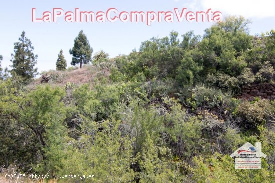 Suelo rústico en Venta en Puntagorda Santa Cruz de Tenerife