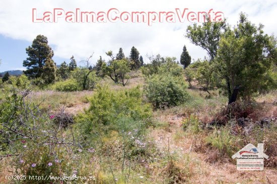 Suelo rústico en Venta en Puntagorda Santa Cruz de Tenerife