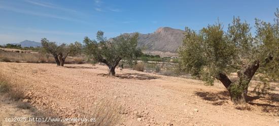 Casa cueva con terreno en Barbarroja - ALICANTE