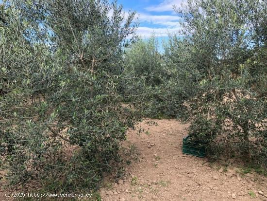 SE VENDE PARCELA EN HUERTA ABAJO EN MOLINA DE SEGURA - MURCIA