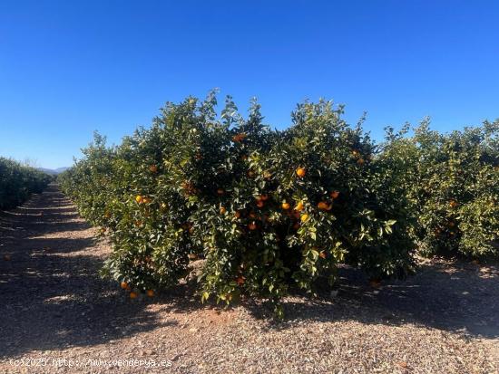 FINCA RUSTICA EN LLIRIA DE NARANJOS - VALENCIA