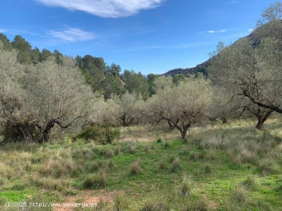 FINCA RUSTICA ALFARA DE CARLES (TARRAGONA) - TARRAGONA