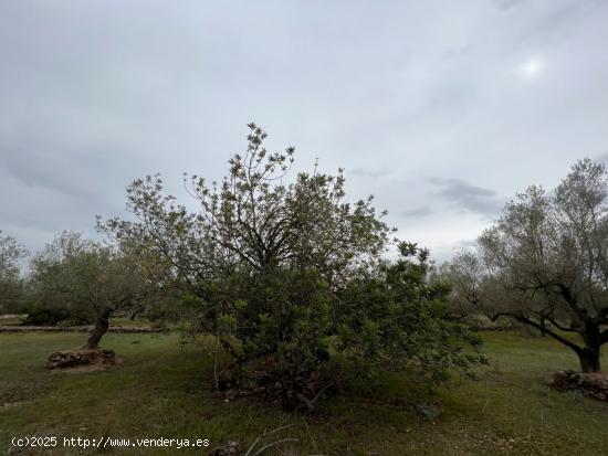 FINCA RÚSTICA CON CASA - TARRAGONA