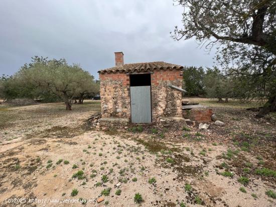 FINCA RÚSTICA EN ROQUETES. - TARRAGONA