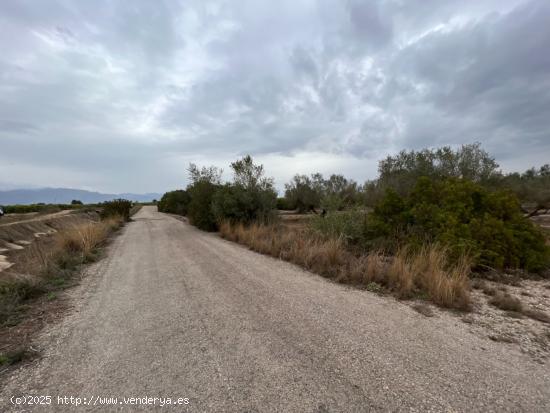 FINCA RÚSTICA CON PLANTADA DE OLIVOS. - TARRAGONA