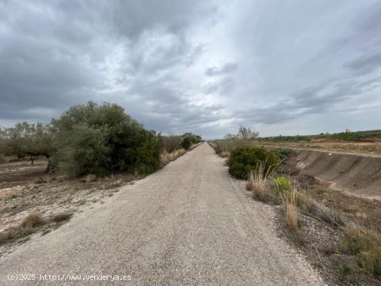 FINCA RÚSTICA CON PLANTADA DE OLIVOS. - TARRAGONA