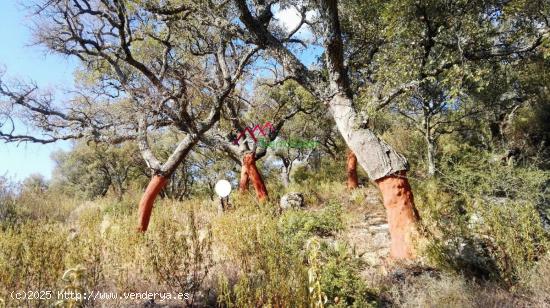 VENTA PARCELA ALREDEDORES UBRIQUE - CADIZ