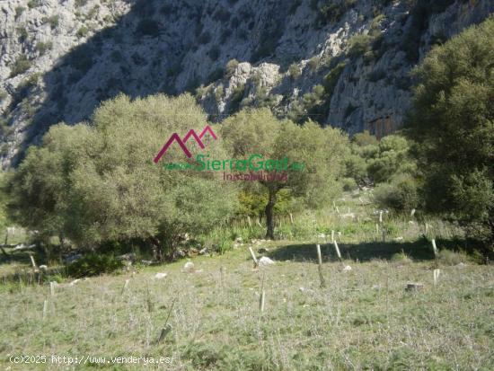 VENTA TERRENO RURAL UBRIQUE - CADIZ