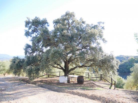 VENTA PARCELA PRADO DEL REY - CADIZ