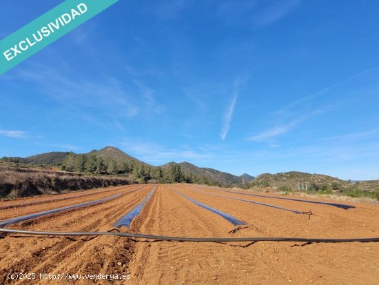 FANTASTICOS TERRENOS DE REGADIO EN MONTESA