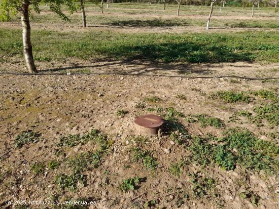 OPORTUNIDAD ESPLENDIDA FINCA DE REGADIO EN VENTA EN GINESTAR ( RIBERA D´EBRE - TARRAGONA