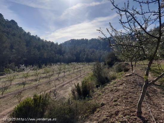 OPORTUNIDAD ESPLENDIDA FINCA DE REGADIO EN VENTA EN GINESTAR ( RIBERA D´EBRE - TARRAGONA