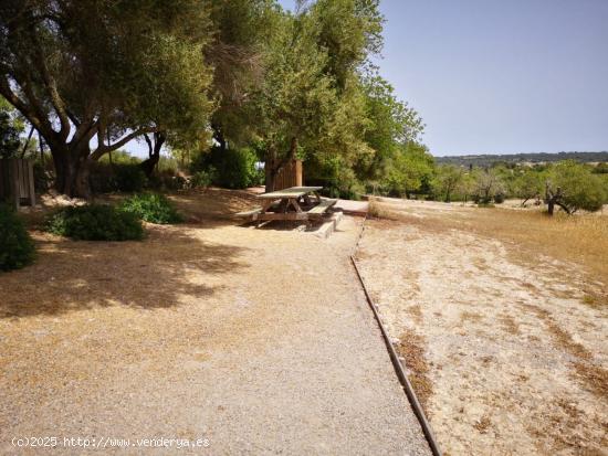 Terreno  rústico en Montuïri ideal para el cultivo de viñas, cereales o crear tu propio huerto - 