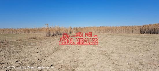  VENDO FINCA EN LOS CARRIZALES CON AGUA DE RIEGO GRATUITA - ALICANTE 