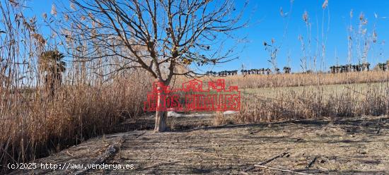 VENDO FINCA EN LOS CARRIZALES CON AGUA DE RIEGO GRATUITA - ALICANTE