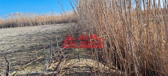 VENDO FINCA EN LOS CARRIZALES CON AGUA DE RIEGO GRATUITA - ALICANTE