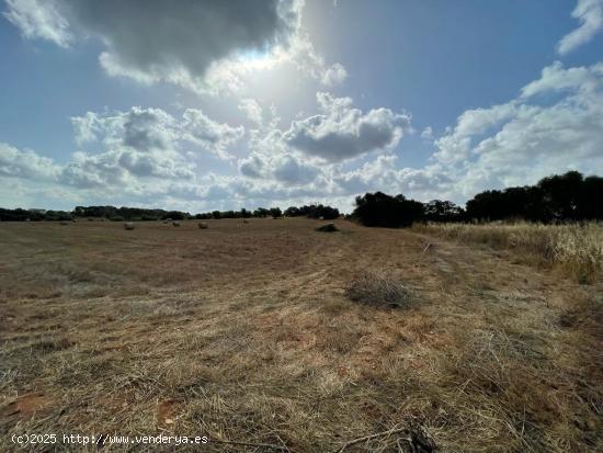 SE VENDE TERRENO RUSTICO EDIFICABLE EN LA ZONA DE CAMPOS/SANTANYÍ - BALEARES