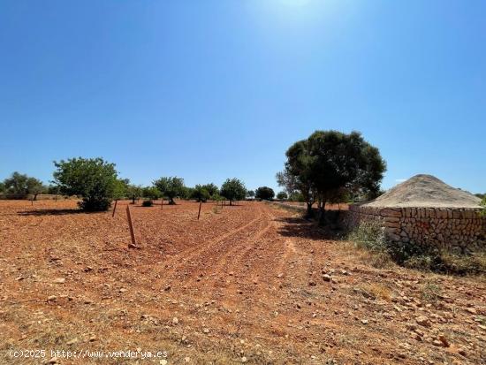 SE VENDE FINCA RUSTICA EDIFICABLE - BALEARES