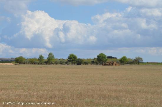 TERRENO A 8KM DE LA POBLACIÓN - ALBACETE