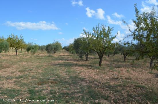 TERRENO A 8KM DE LA POBLACIÓN - ALBACETE