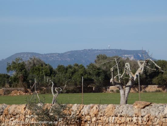 OCASION!, LLLUCMAJOR - BALEARES