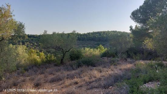 Finca Rústica en el Perello con muchas posibilidades - TARRAGONA