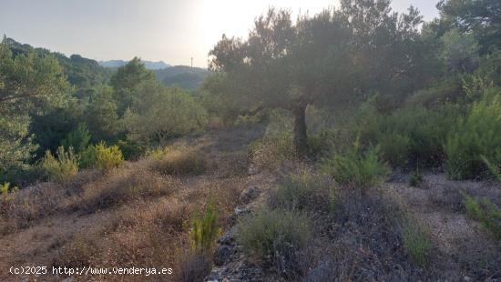 Finca Rústica en el Perello con muchas posibilidades - TARRAGONA