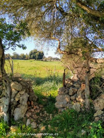 FINCA RÚSTICA PERFECTA PARA CONSTRUIR - BALEARES