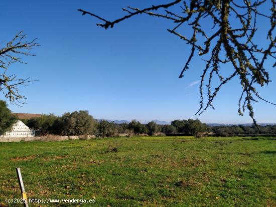 FINCA RÚSTICA PERFECTA PARA CONSTRUIR - BALEARES