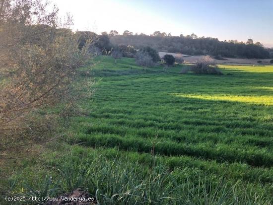 RUSTICA EN SINEU PARA CONSTRUIR LA CASA DE TUS SUEÑOS - BALEARES