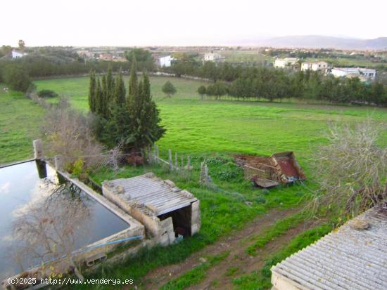 Finca rústica con muchas posibilidades en Muro - BALEARES