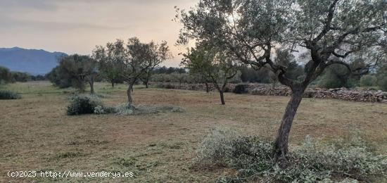 Finca regadío con movil home - Ginestar - TARRAGONA