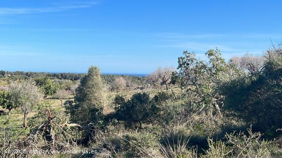 Estupendo terreno rústico con vista mar y proyecto básico incluido - BALEARES