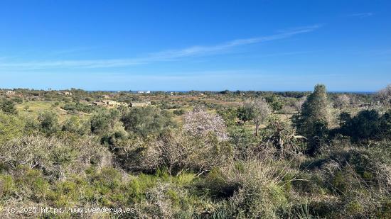 Estupendo terreno rústico con vista mar y proyecto básico incluido - BALEARES