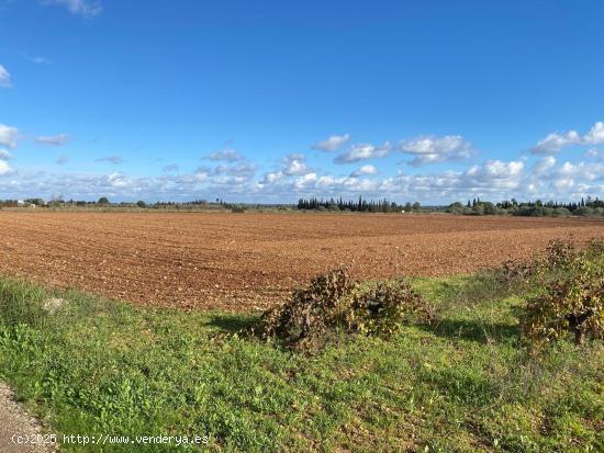 Oportunidad en Santa Eugenia Finca Rustica - BALEARES