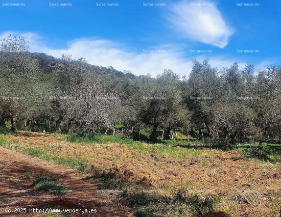 SE VENDE FINCA RÚSTICA EN VENTA EN VALDELARCO (HUELVA) ESPAÑA. - Valdelarco