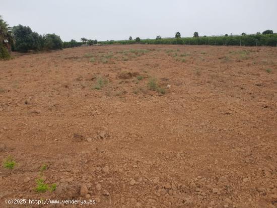  parcela agrícola de 53 000m2 - ALICANTE 