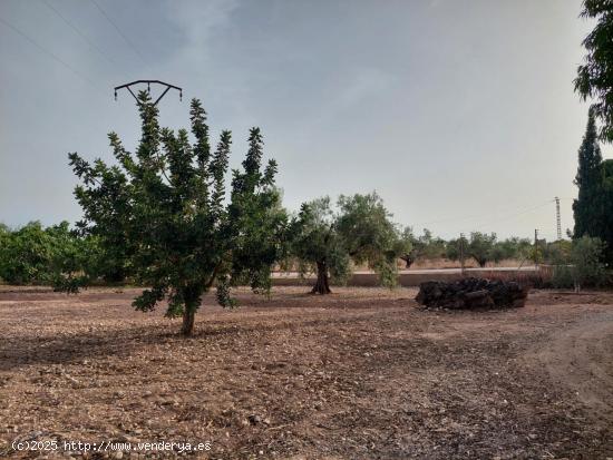 SE VENDE CAMPO PARA REFORMAR - ALICANTE