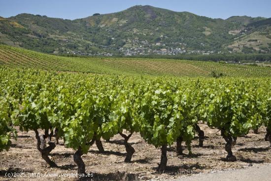  SE VENDE BODEGA con VIÑEDO en SORRIBAS-TORAL DE LOS VADOS - LEON 