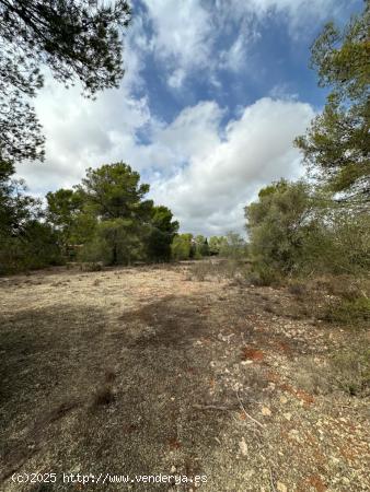 Terreno rústico en Sa Casa Blanca - Palma de Mallorca - BALEARES