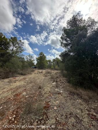 Terreno rústico en Sa Casa Blanca - Palma de Mallorca - BALEARES