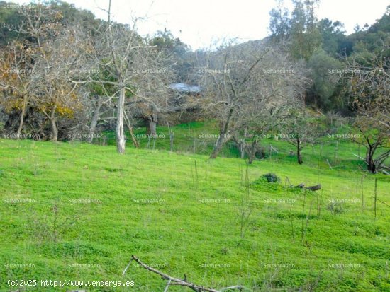 SE VENDE FINCA RÚSTICA EN VENTA EN LINARES DE LA SIERRA (HUELVA) ESPAÑA. - Linares de la S